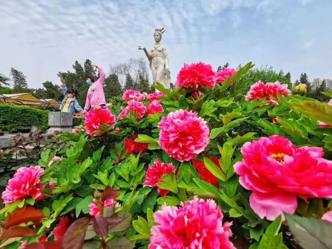 最美人间四月天，菏泽曹州牡丹园冠绝群芳