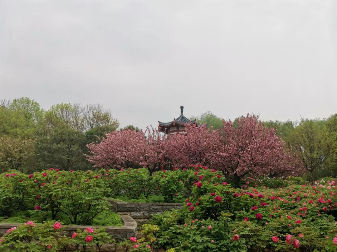 走进洛阳隋唐遗址植物园，看阳春三月的花好景美，此时赏花正当时 - 知乎