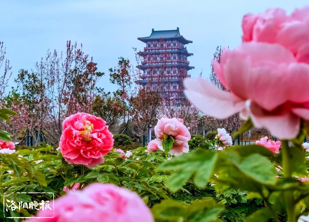 3月26日，隋唐洛阳城国家遗址公园预约开放 - 洛阳牡丹文化节