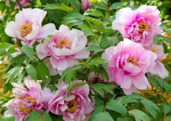 2026年应天门景区门票49元