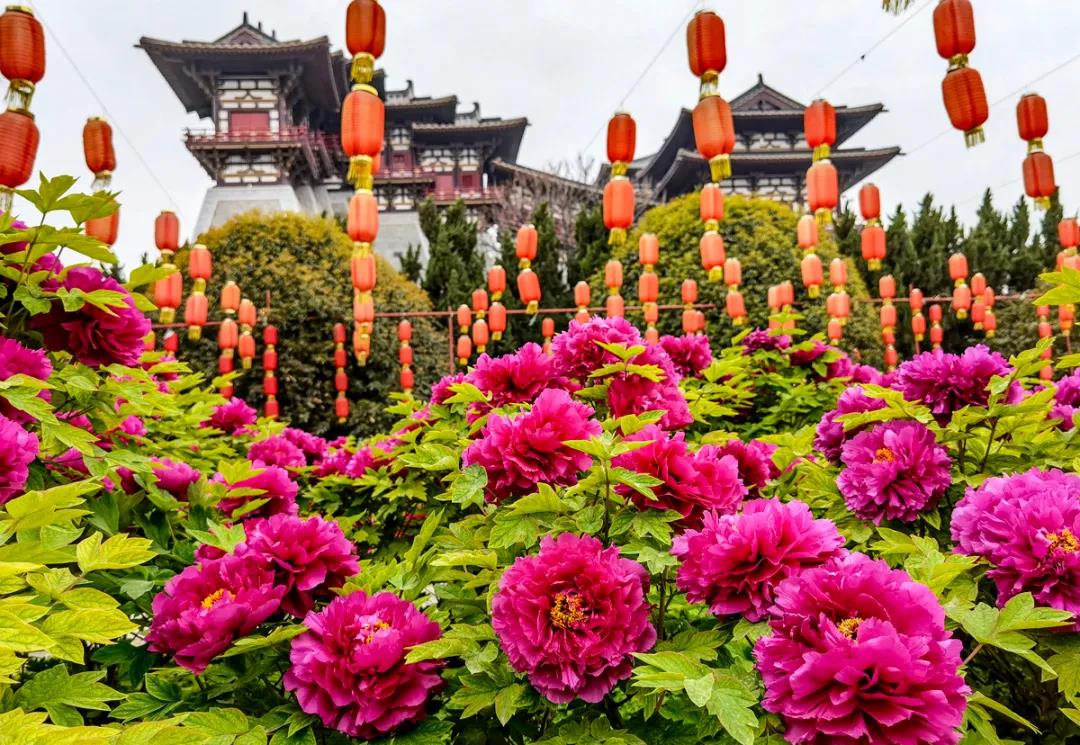 四月,是洛阳最美的季节"花开时节动京城"洛阳地铁1号线全长25.