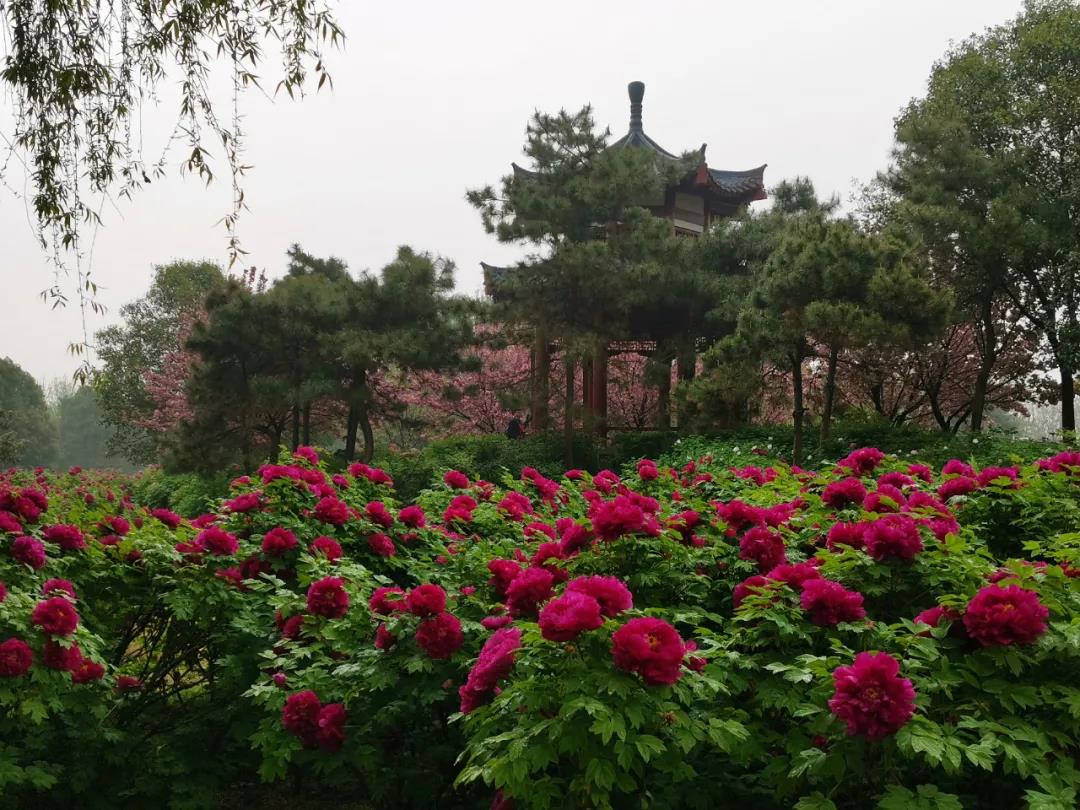 隋唐植物园牡丹朵朵 雾森袅袅 余音缭绕 - 洛阳牡丹文化节
