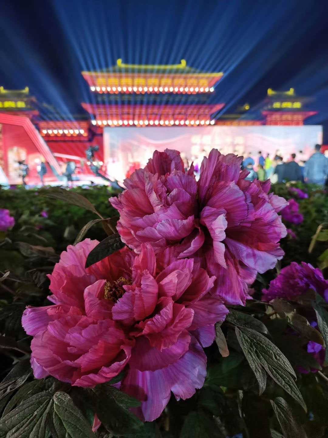 2021年洛阳牡丹文化节开幕式在应天门北广场盛大举行