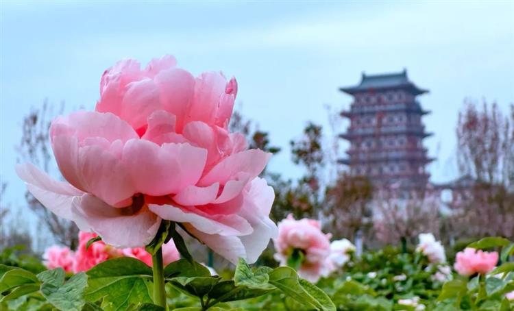 南山牡丹文化园简介 - 洛阳牡丹文化节