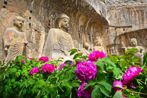 2019年洛阳牡丹花会时间、地点、门票价格详情解答!